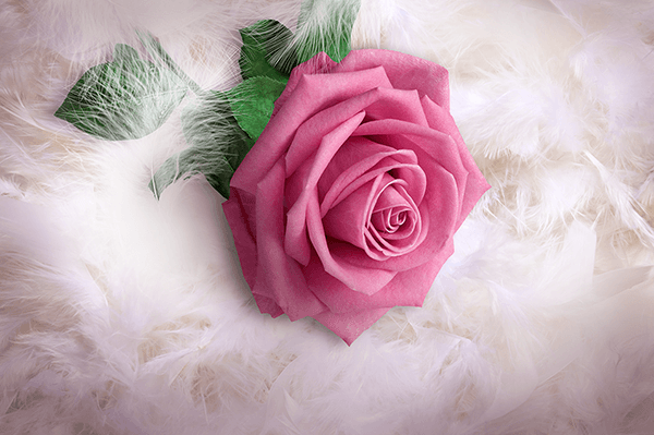 Fotomurali : Rosa tra le piume