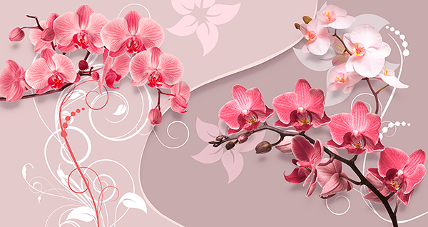 Fotomurali : Yin e Yang Orchidee Yin e Yang