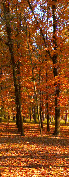 Adesivi Murali: Bosque en otoño