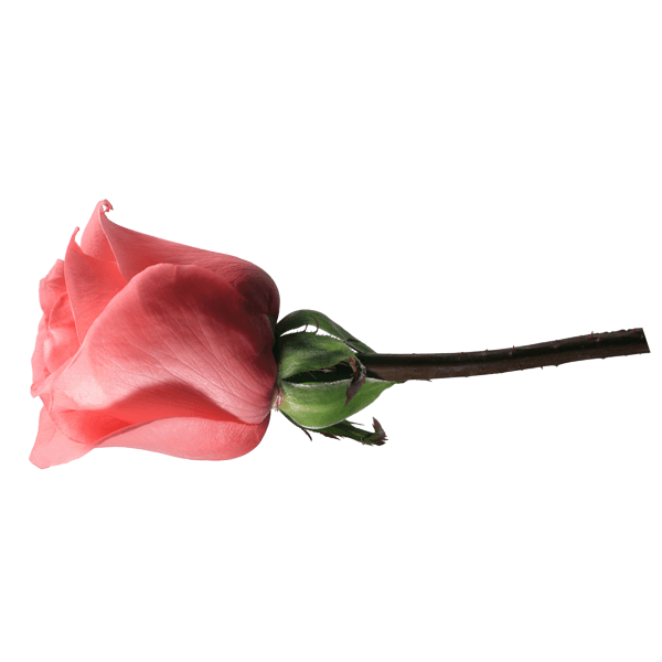 Adesivi Murali: Rose