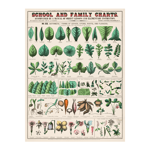 Adesivi Murali: School and Family Charts