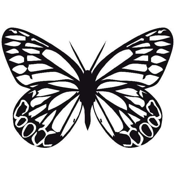 Adesivi Murali: Farfalla Tatochila Maschio