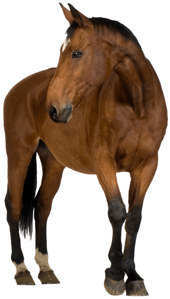 Adesivi Murali: Cavallo marrone 0