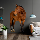 Adesivi Murali: Cavallo marrone 3