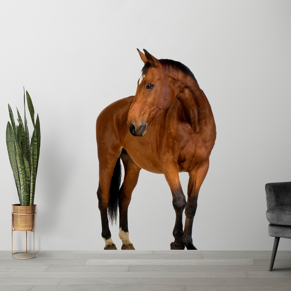 Adesivi Murali: Cavallo marrone
