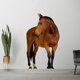 Adesivi Murali: Cavallo marrone 4