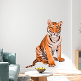 Adesivi Murali: Giovane tigre siberiana 5