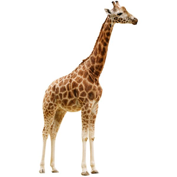 Adesivi Murali: Giraffa a corpo intero
