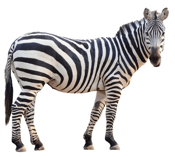Adesivi Murali: Zebra vigile