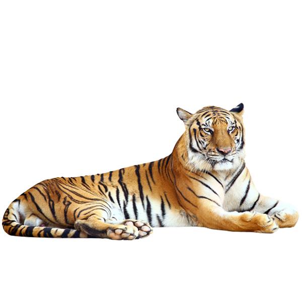 Adesivi Murali: Tigre rilassata