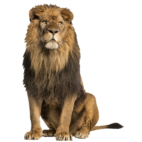 Adesivi Murali: Lion Male Alpha