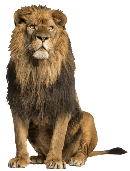 Adesivi Murali: Lion Male Alpha 0