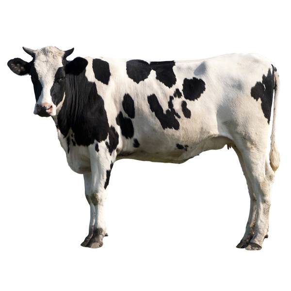 Adesivi Murali: Mucca Holstein
