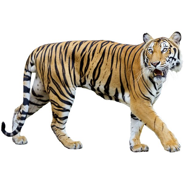 Adesivi Murali: Tigre lo stalking