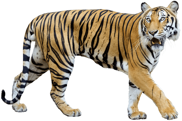 Adesivi Murali: Tigre lo stalking