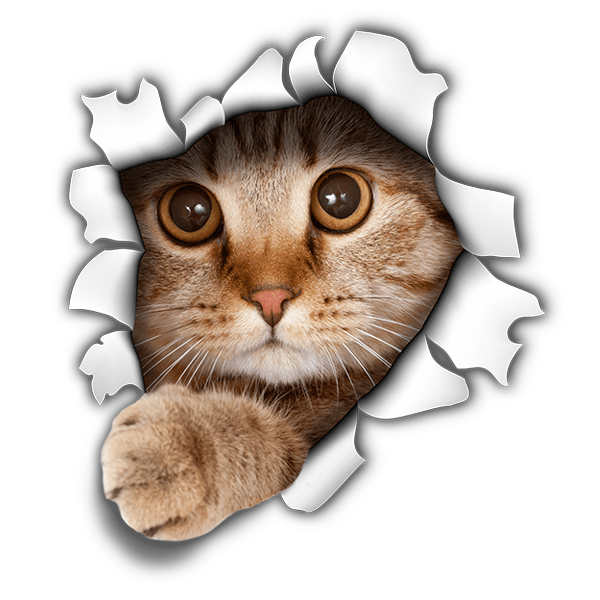 Adesivi Murali: Gatto che spunta dal muro 3D