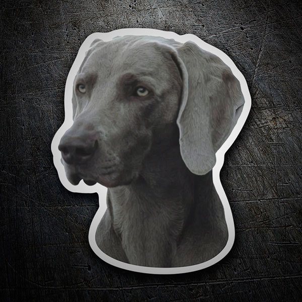 Adesivi per Auto e Moto: Weimaraner