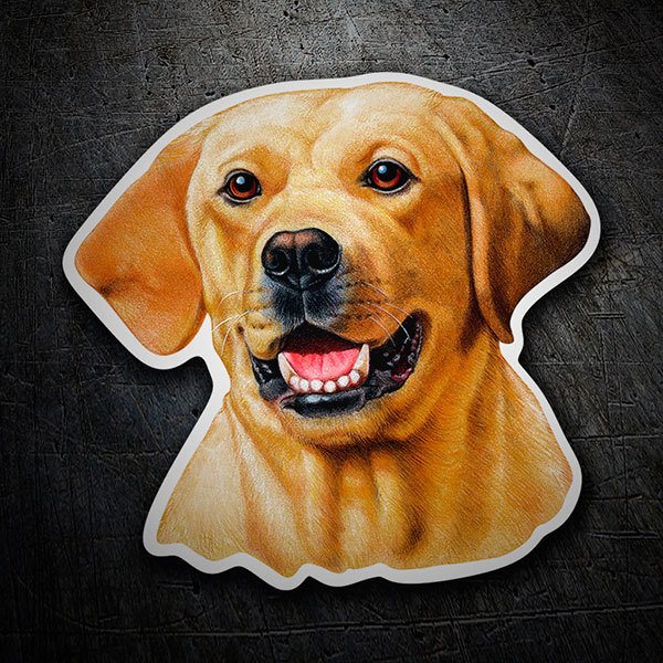 Adesivi per Auto e Moto: Labrador Retriever giallo