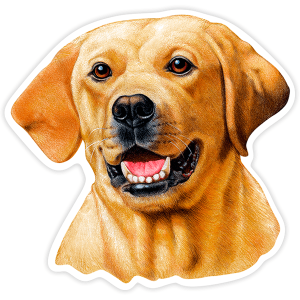 Adesivi per Auto e Moto: Labrador Retriever giallo