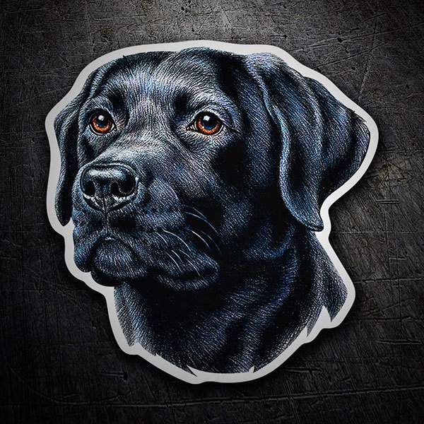 Adesivi per Auto e Moto: Labrador retriever nero