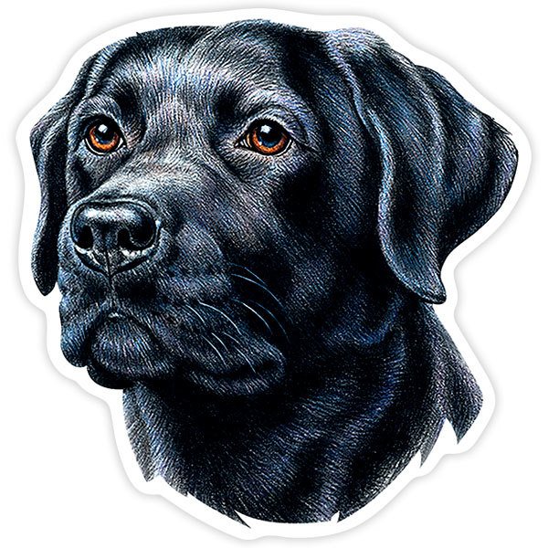 Adesivi per Auto e Moto: Labrador retriever nero