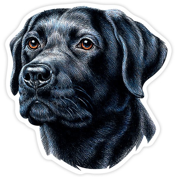 Adesivi per Auto e Moto: Muso di Labrador Retriever nero