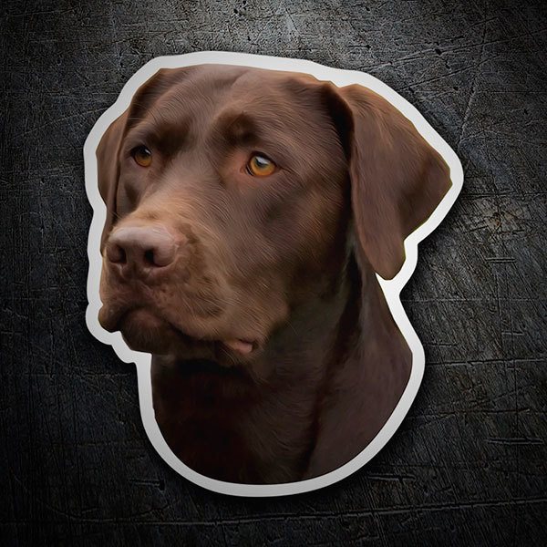 Adesivi per Auto e Moto: Chocolate Labrador Retriever