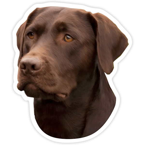 Adesivi per Auto e Moto: Chocolate Labrador Retriever 0