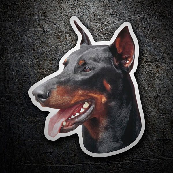 Adesivi per Auto e Moto: Doberman Pinscher