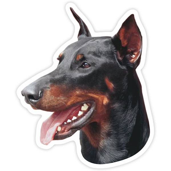 Adesivi per Auto e Moto: Doberman Pinscher