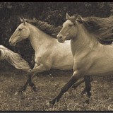 Adesivi Murali: Cavalli in Corsa 3