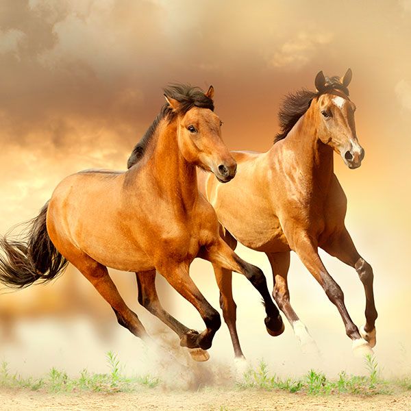 Adesivi Murali: Mandria di cavalli