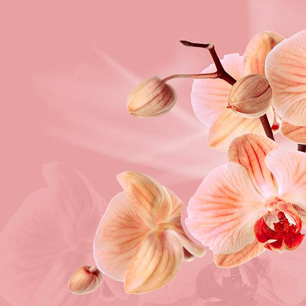 Adesivi Murali: Orchidee rosa