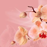 Adesivi Murali: Orchidee rosa 3
