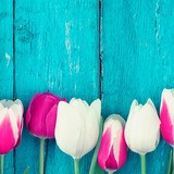 Adesivi Murali: Tulipani rosa e bianchi 3