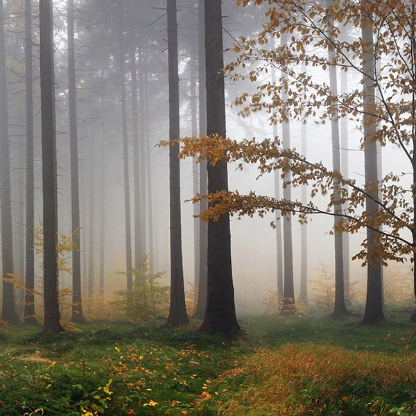 Adesivi Murali: Nebbia nella foresta