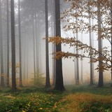 Adesivi Murali: Nebbia nella foresta 3
