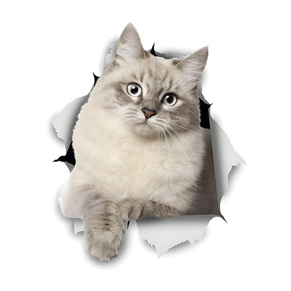 Adesivi Murali: Il gatto esce attraverso il muro