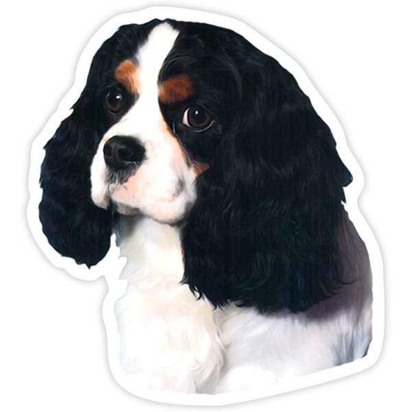 Adesivi per Auto e Moto: Cavalier King Charles Spaniel