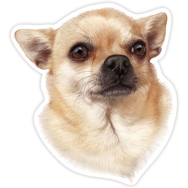 Adesivi per Auto e Moto: Chihuahua maschio