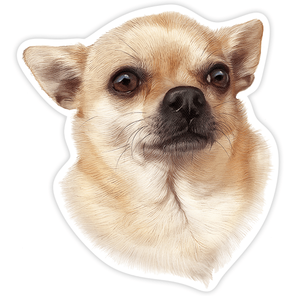 Adesivi per Auto e Moto: Chihuahua
