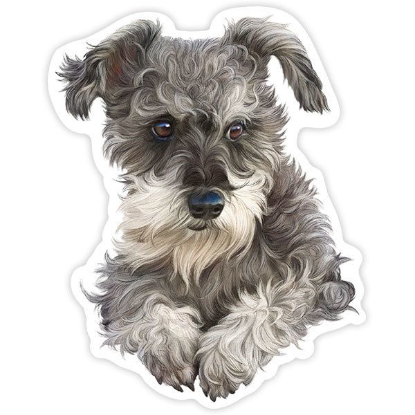 Adesivi per Auto e Moto: Cucciolo di Schnauzer