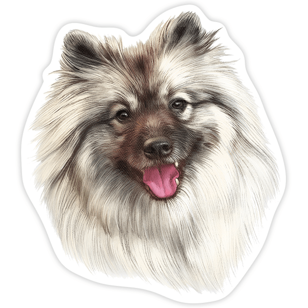 Adesivi per Auto e Moto: Spitz di Pomerania
