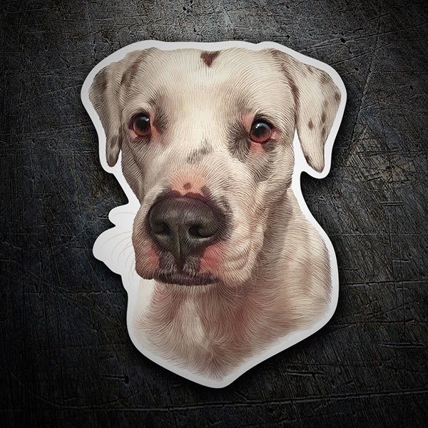 Adesivi per Auto e Moto: Dogo Argentino