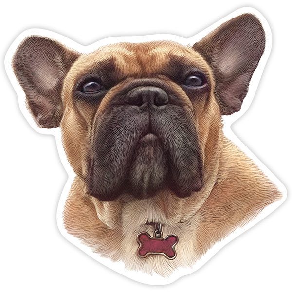Adesivi per Auto e Moto: Bulldog Francese Marrone