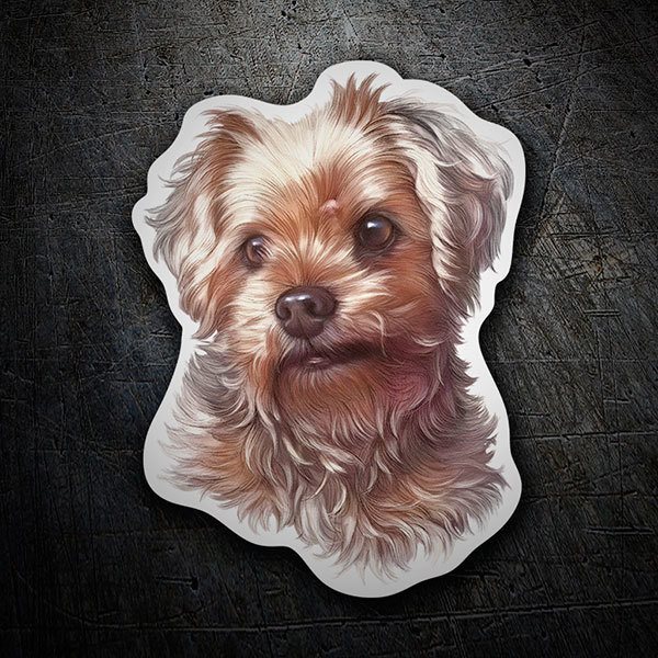 Adesivi per Auto e Moto: Yorkshire Terrier scozzese