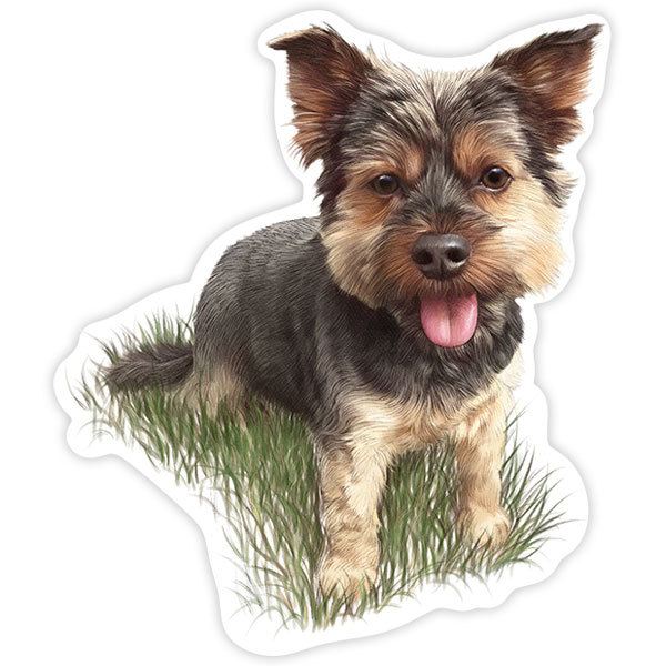 Adesivi per Auto e Moto: Yorkie Giocherellone