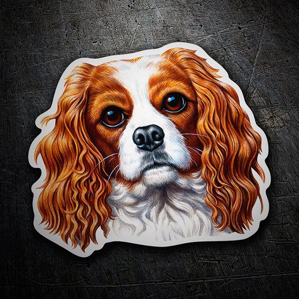 Adesivi per Auto e Moto: Cavalier King Charles