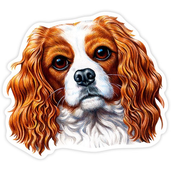 Adesivi per Auto e Moto: Cavalier King Charles