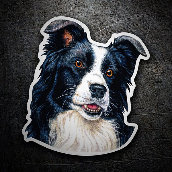 Adesivi per Auto e Moto: Border Collie